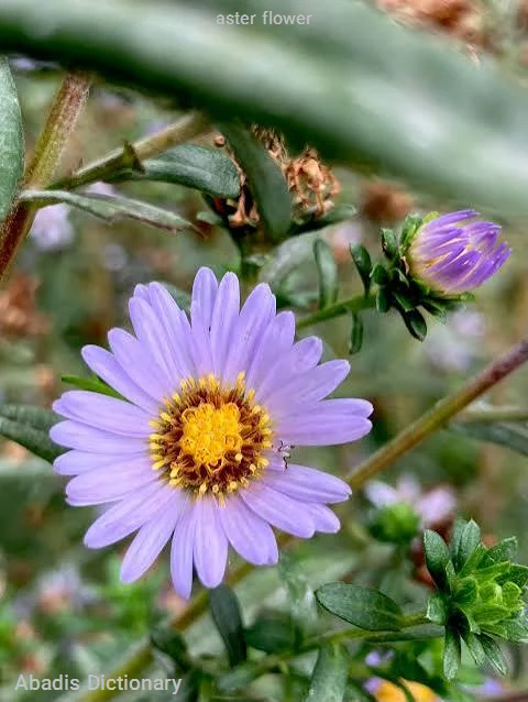 aster flower